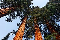galerie photos 1 du sequoias national park en californie